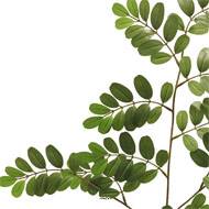 Robinia artificiel en branche H 69 cm D 40 cm Vert