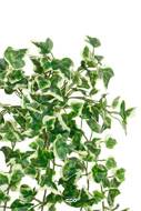 Chute de lierre artificiel L 45 cm vert-blanc 216 feuilles
