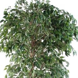 Ficus Benjamina artificiel petite feuille tronc lianes en pot tronc naturel H 180 cm Vert