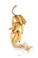Regime de 15 bananes artificielles en Plastique soufflé L 60 cm