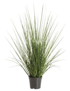 Isolepsis graminée herbes folles H 50 cm Verte