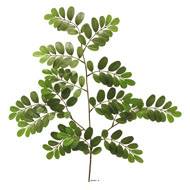 Robinia artificiel en branche H 69 cm D 40 cm Vert