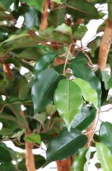 Ficus Benjamina factice grande feuille tronc naturel, pot H180 cm Vert