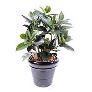 Ficus elastica artificiel ou plante de caoutchouc en tissu H 90 cm en pot