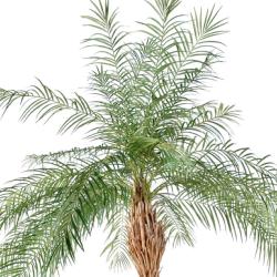 Palmier Phoenix Artificiel H 220 cm D 180 cm en pot