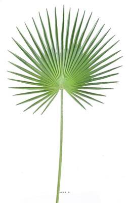 Feuille palmier Chamaerops artificielle H 150 cm D 80 cm polyurethane