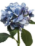 Hortensia artificiel en branche, H 48 cm Bleu royal - BEST