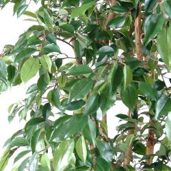 Ficus Natasja Artificiel multitroncs bois en pot H 110 cm Vert