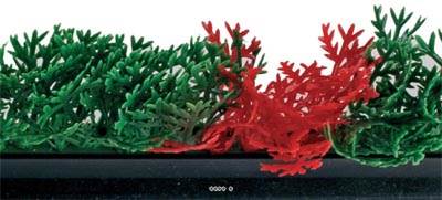 Separateur barrette Feuillage plastique Cypres Vert-Rouge H 9,50 cm L 75 cm socle Noir H 5,5 cm