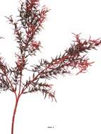 Branche de feuilles de Mirte artificielle H 62 cm plastique ext Rouge