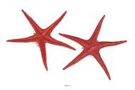 Etoile de mer artificielle rouge X 2 en Plastique souffl D 250 mm