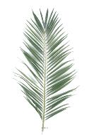 Feuille de palmier artificielle H 147 cm 