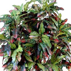 Croton Artificiel Troncs Bois en pot H 150 cm Vert-rouge