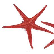 Etoile de mer artificielle rouge X 2 en Plastique soufflé D 250 mm