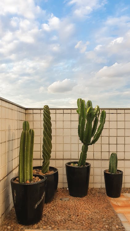 cactus gant plantes artificielles