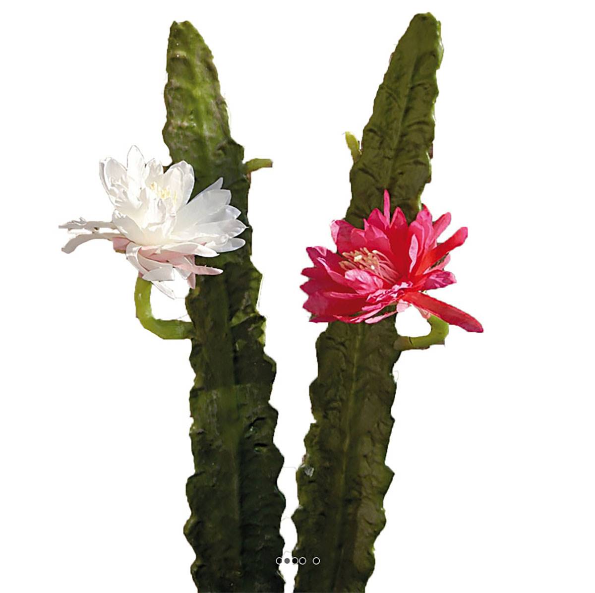 faux cactus  fleurs