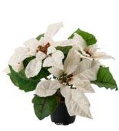 Poinsettia artificiel en Pot H 26 cm trs dense 5 fleurs crme