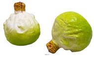 Choux vert artificiel en lot de 2 en Plastique souffl� H 130x120 mm