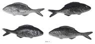 Sardine artificielle en lot de 4 en Plastique soufflé L 120x40 mm