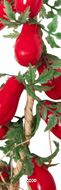 Grappe de 20 Tomates Artificielles San Marzano 55cm D 15 cm – Réplique en Plastique Soufflé