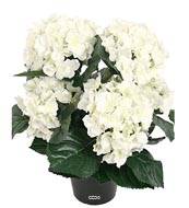 Hortensia en pot artificiel lest H 40 cm 5 superbes ttes Crme