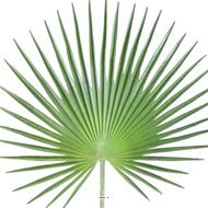 Feuille palmier Chamaerops artificielle H 150 cm D 80 cm polyurethane