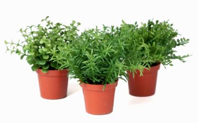 Herbe variée mini plantes assorties 3 pots Feuilles plastique H15cm