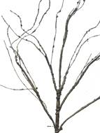 Branche de bois artificielle, 5 ramures, H 110 cm - BEST