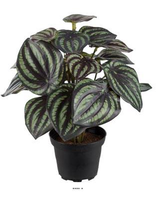 Peperomia fausse plante en pot lesté H25cmD20cm Top Qualité Blanc-vert