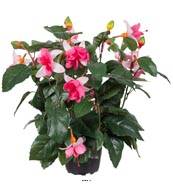 Fuchsias fleuries artificielles en pot, H 30 cm Rose