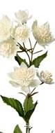 Astrance fleur factice H50cm 8 fleurs 2 ramures Rare et superbe Crème