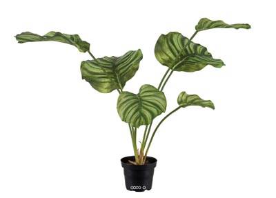 Calathea factice en pot, grandes feuilles, H55cm Panaché 