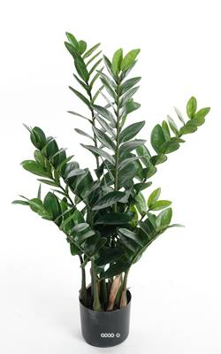 Zamioculcas artificiel en pot, H 90 cm, D 52 cm