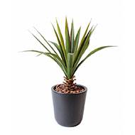 Aloe artificielle en piquet pour extérieur H 45 cm