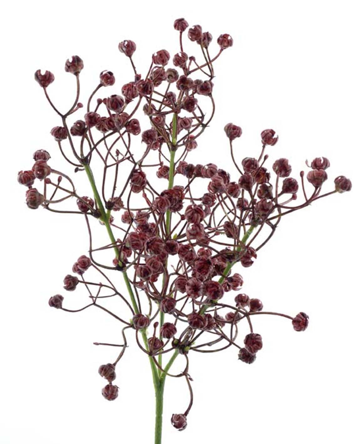 Gypsophile artificiel en bouquet H 42 cm superbes fleurs en plastique Bourgogne