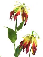 Fleur artificielle Gloriosa Burgundy 80 cm Largeur 28 cm – Tige flexible et réaliste Rouge-jaune