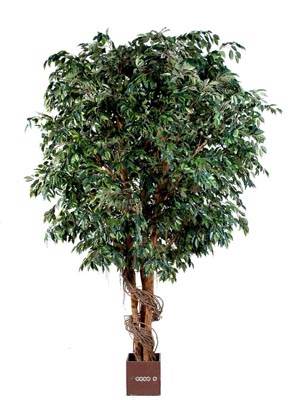 Ficus Benjamina Geant artificiel H 510 cm L 220 cm 19968 feuilles en pot