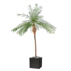 Palmier Phoenix Artificiel H 220 cm D 180 cm en pot