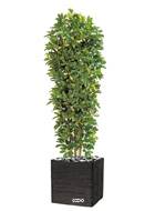 Schefflera artificiel en colonne en pot H 195 cm vert-jaune