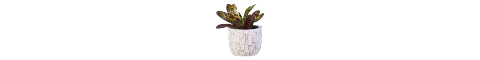 plante en pot, bannière de fin de page
