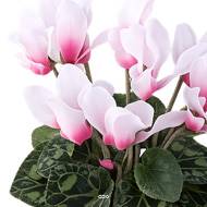 Cyclamen artificiel en pot H 20 cm D 15 cm qualité top Rose-crème
