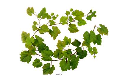 Guirlande de feuilles de Vigne artificielles Vertes L 180 cm 62 grandes feuilles