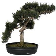 Bonsai artificiel Cedre H 43 X 40 CM 318 feuilles