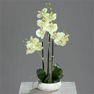 Orchidée factice 3 hampes coupe céramique H45cm touché réel Crème vert