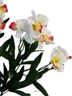 Bouquet d'Orchidées artificielles 21 fleurs hauteur 33 cm superbe Crème