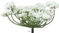 Fleur de carotte sauvage artificielle en tige, H 72 cm Crème - BEST