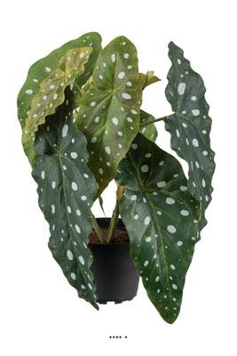 Begonia Maculata artificiel en pot, H 30 cm