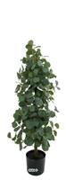Eucalyptus à feuilles rondes sur pied artificiel, H 100 cm, D 33 cm