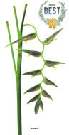 Branche d’Heliconia Equatorial, L 128 cm Vert - BEST