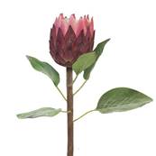 Protea, fleur des lacs, factice en tige, H67cm Rose soutenu - BEST